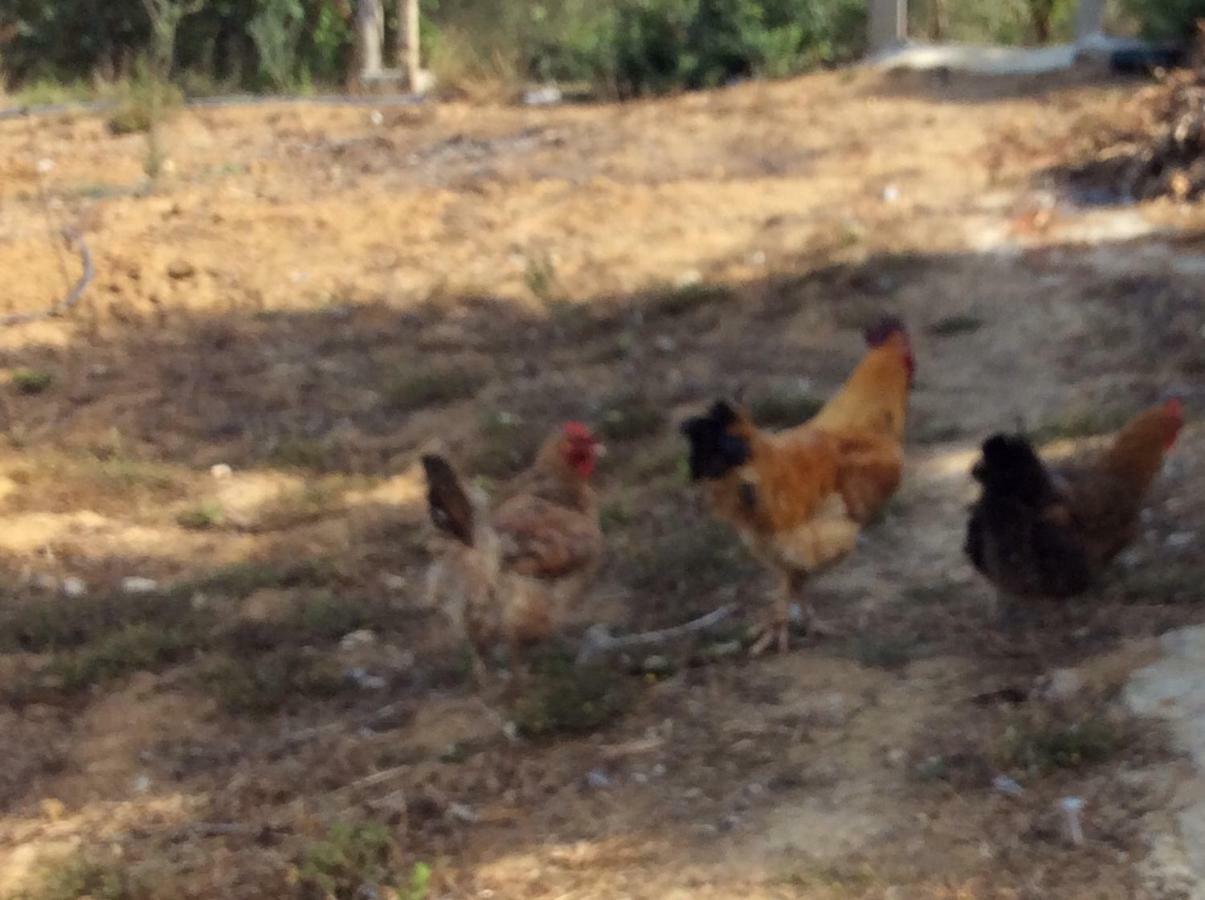 La Casa De Las Higueras Dar Karmus Tétouan Екстериор снимка